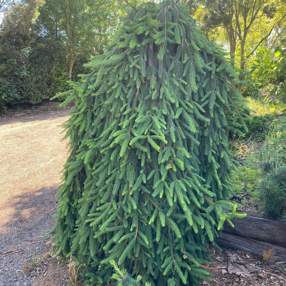 Abies alba Pendula