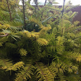 Abies firma (Japanese Fir)