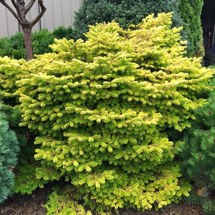 Abies nordmanniana Golden Spreader