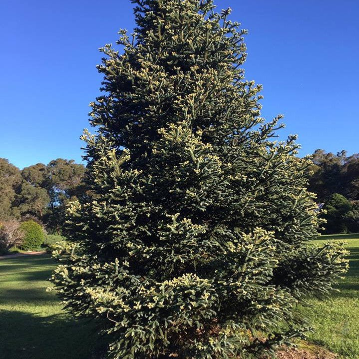 Ilex aqiifolium Silver Queen-Yamina Rare Plants