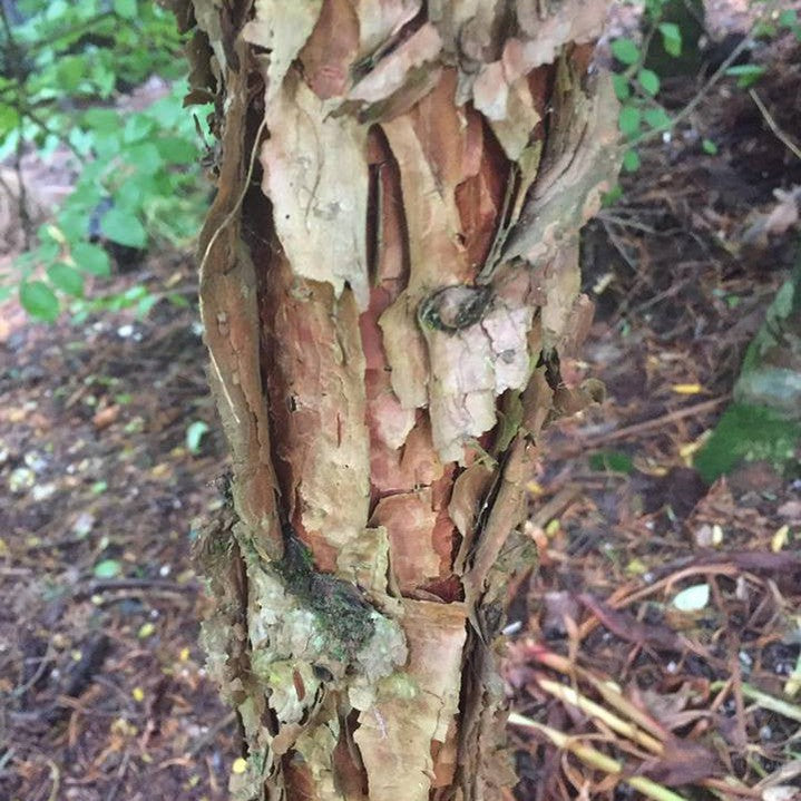 Trochodendron aralioides-Yamina Rare Plants