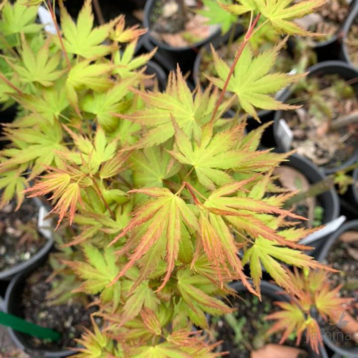 Acer palmatum Horizontalis (standard)