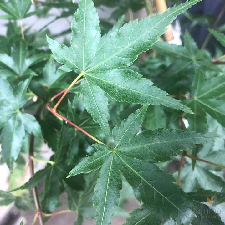 Acer palmatum Kashima