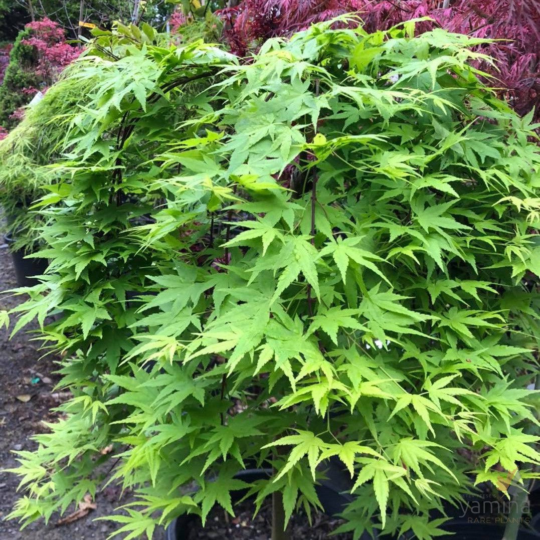 Acer palmatum Ryusen (standard)