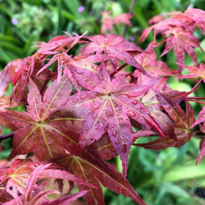 Acer palmatum Shishio Improved