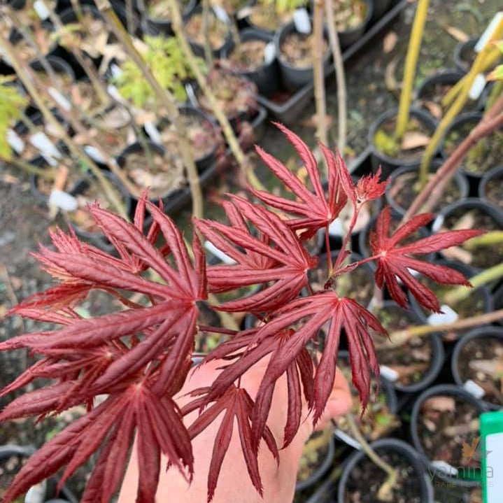 Acer palmatum Trompenburg