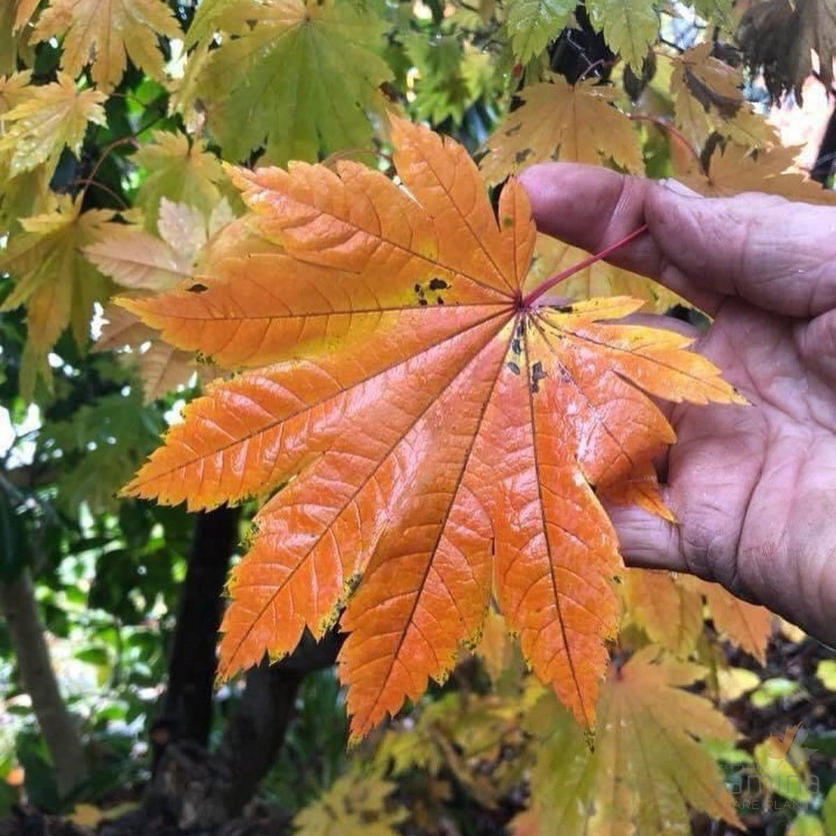 Acer sieboldianum-Yamina Rare Plants