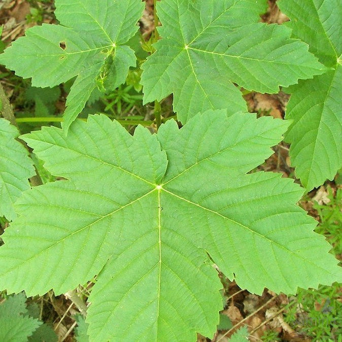 Acer pseudoplatanus-Yamina Rare Plants