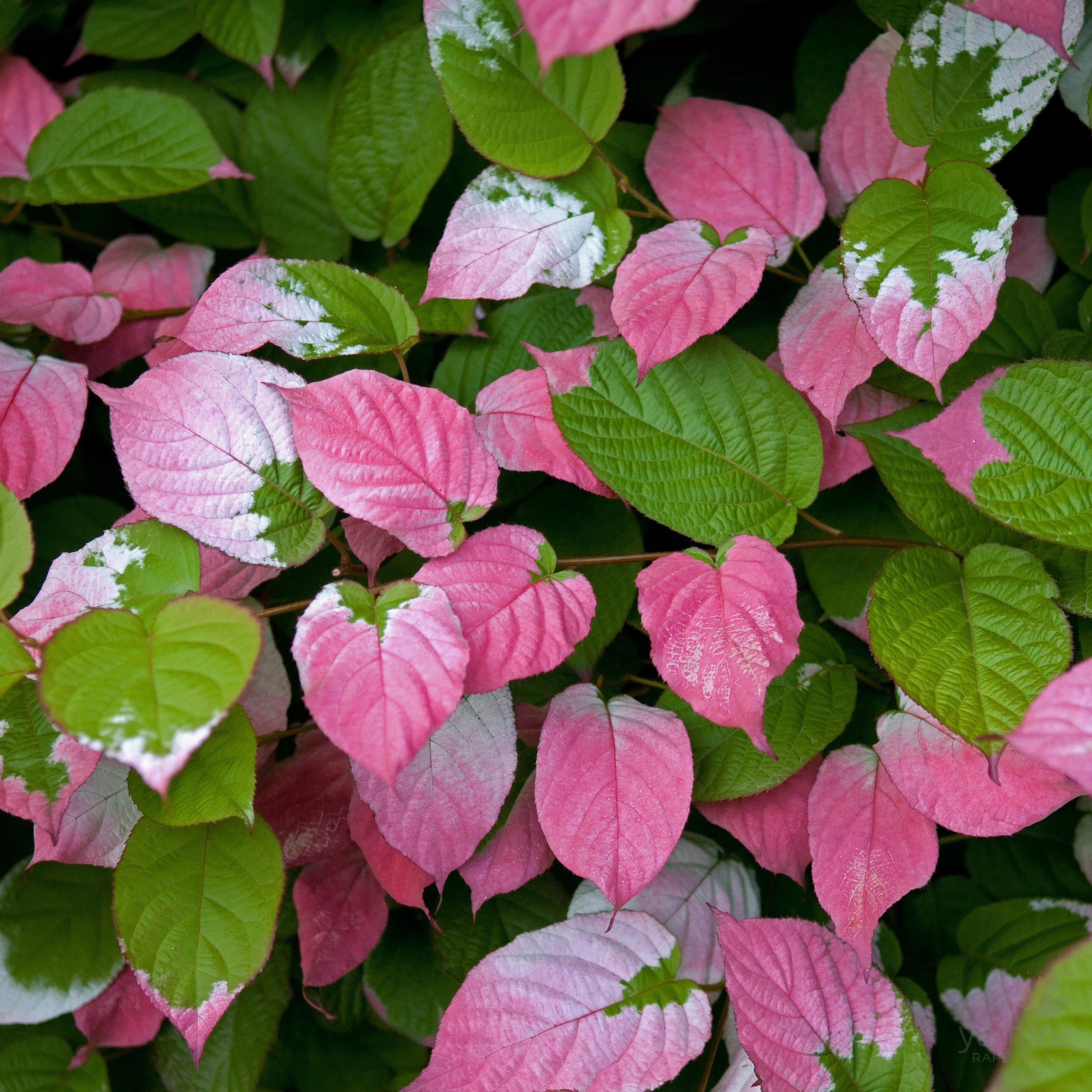 Actinidia kolomikta