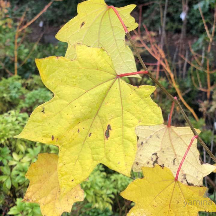 Alangium platanifolium 3