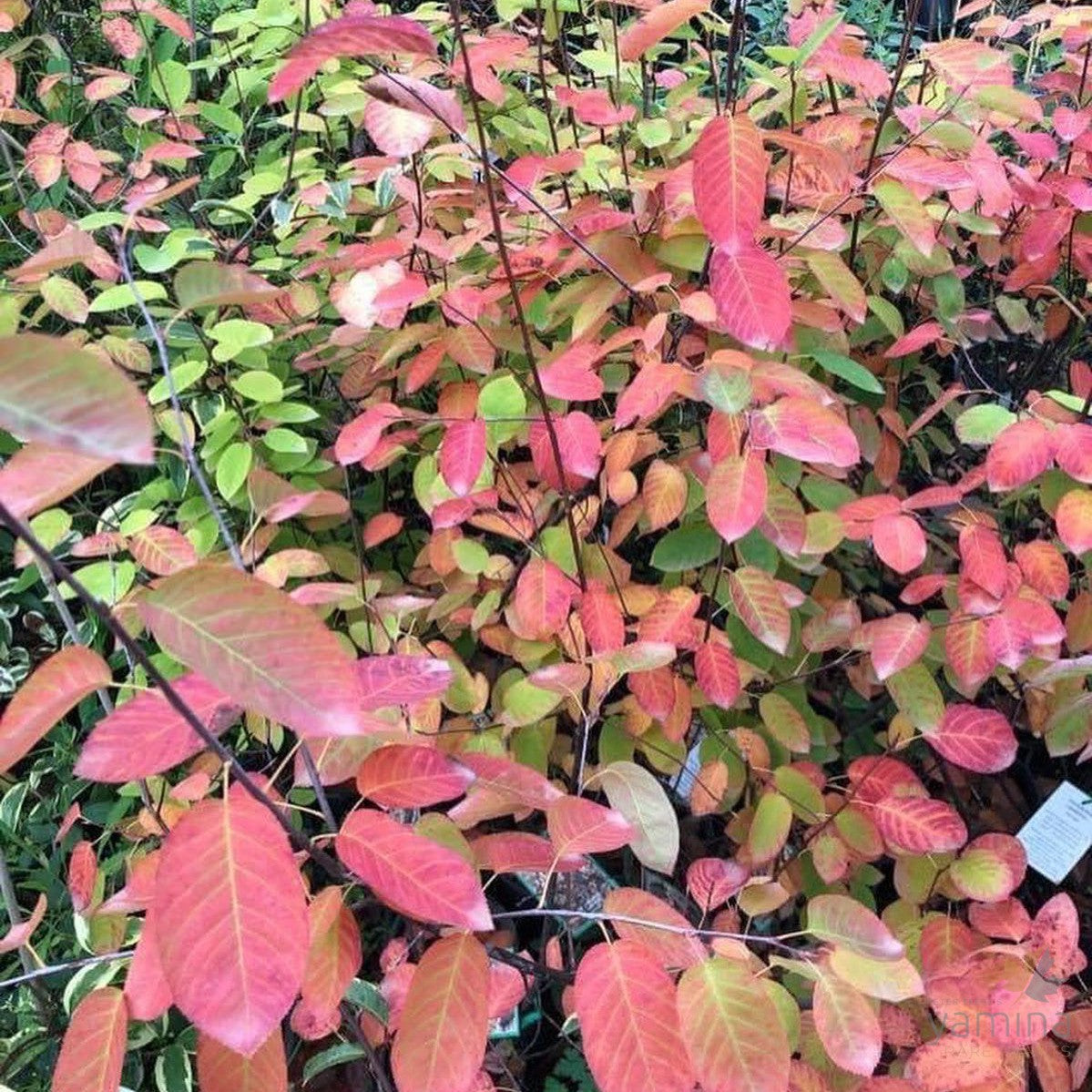 Amelanchier canadensis 3