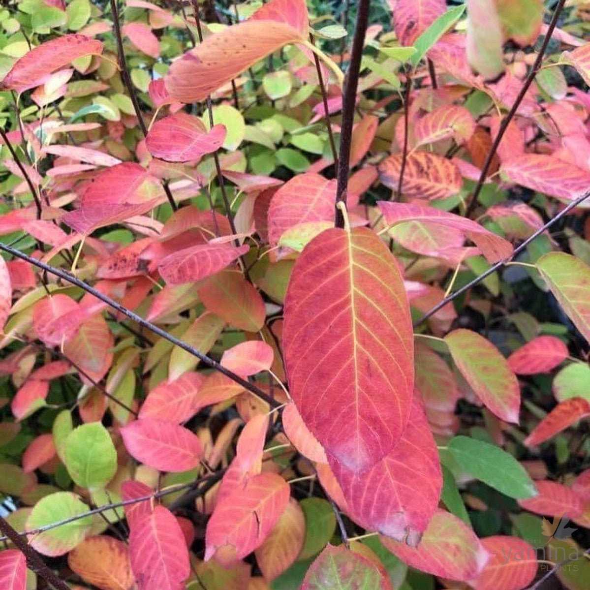 Amelanchier canadensis 4