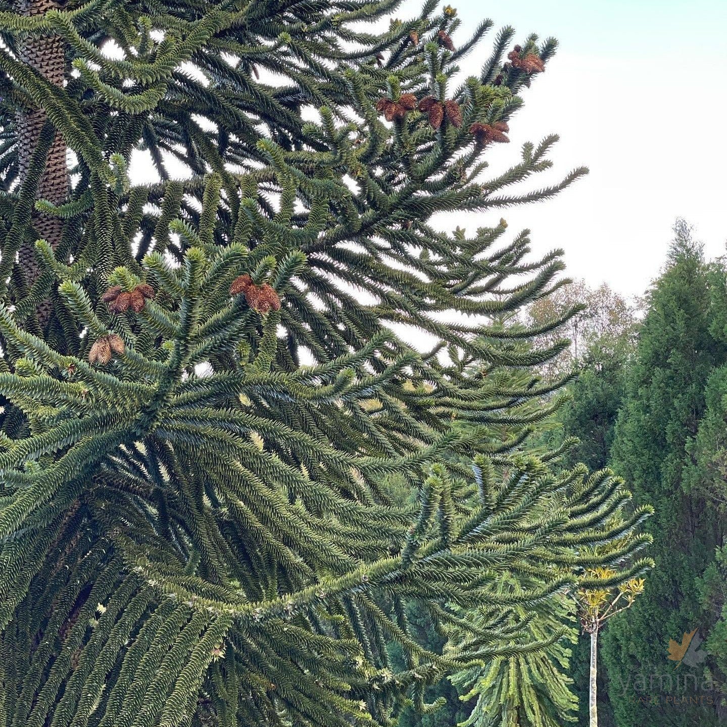 Araucaria araucana-05