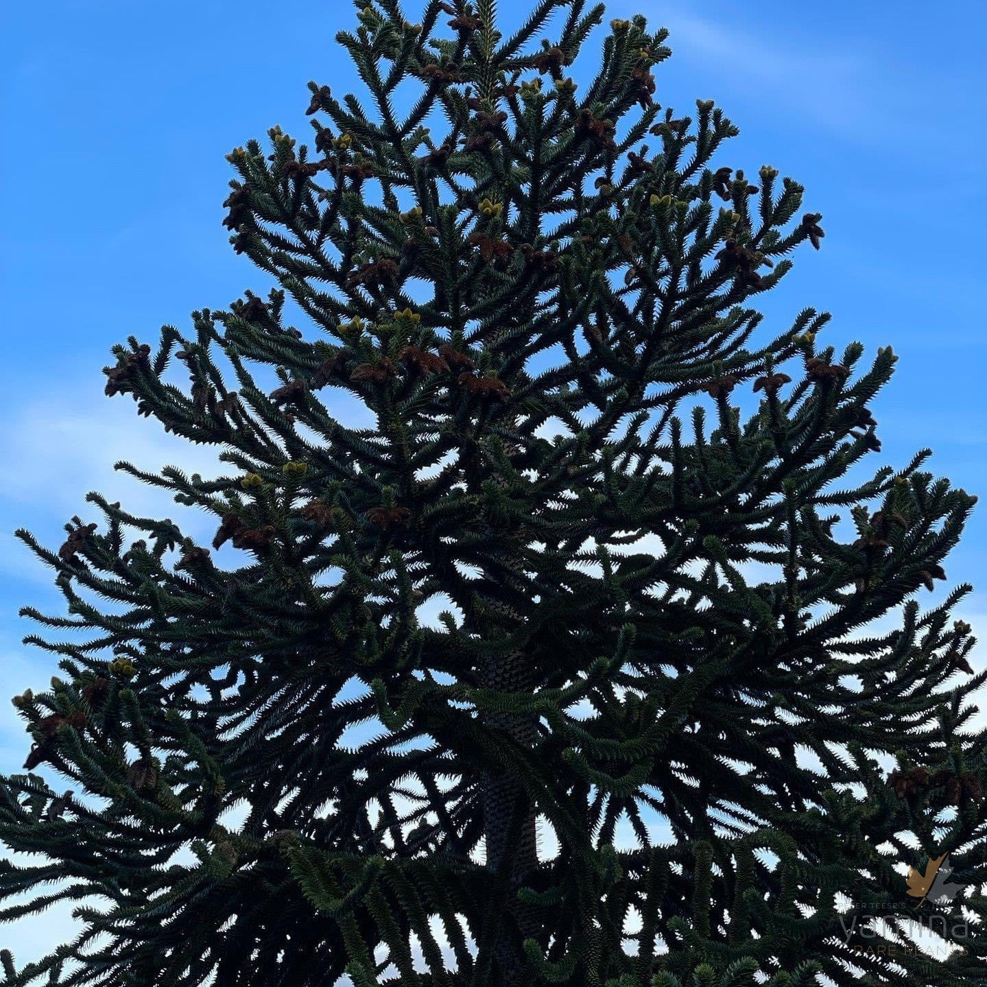 Araucaria araucana-06