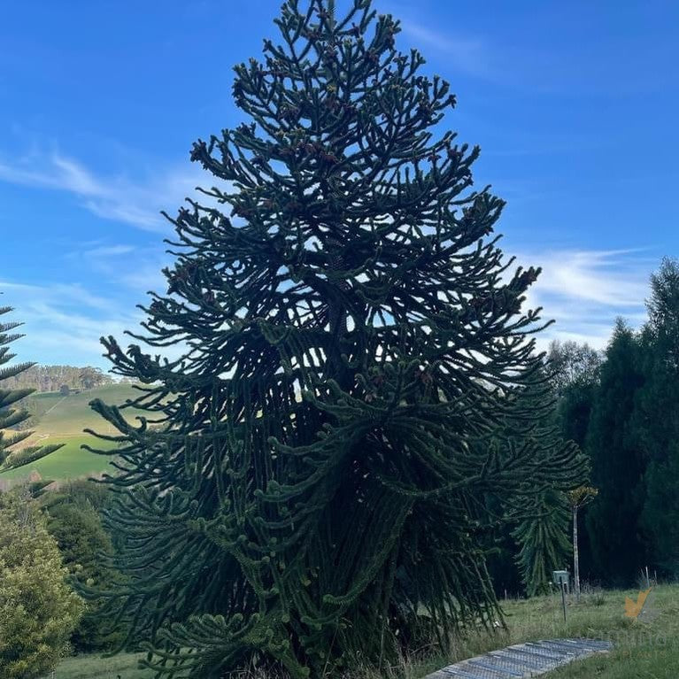 Araucaria araucana-10