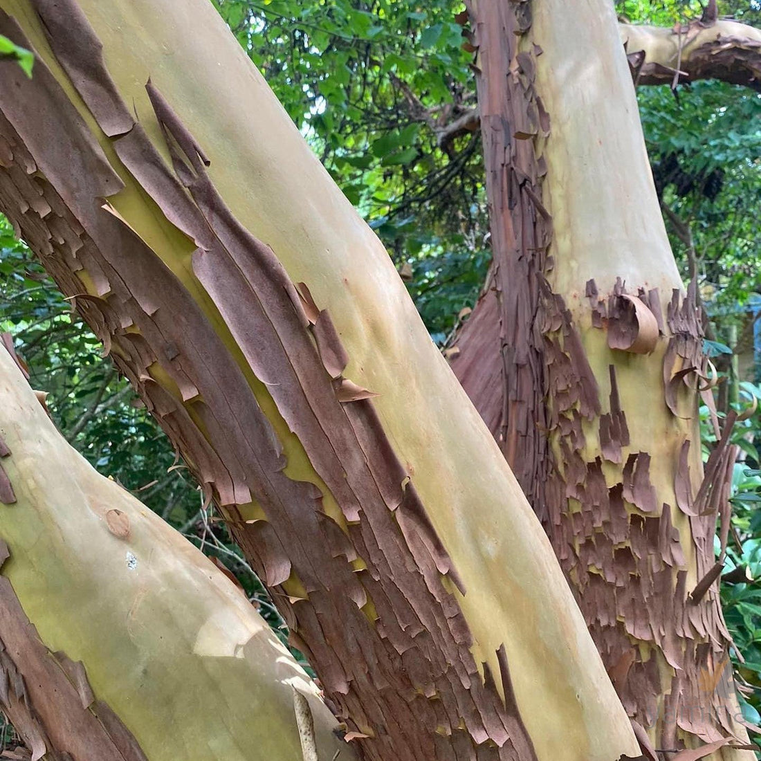 Arbutus Glandulosa