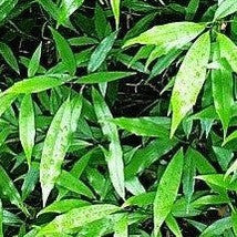 Aucuba japonica narrow leaf