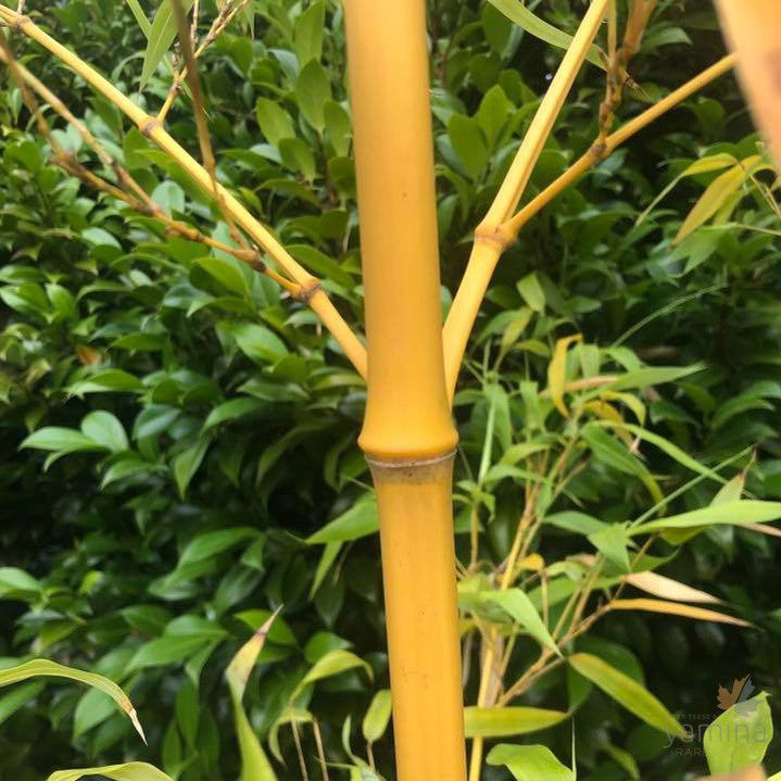 Bambusa vulgaris Vittata (Painted bamboo) 1