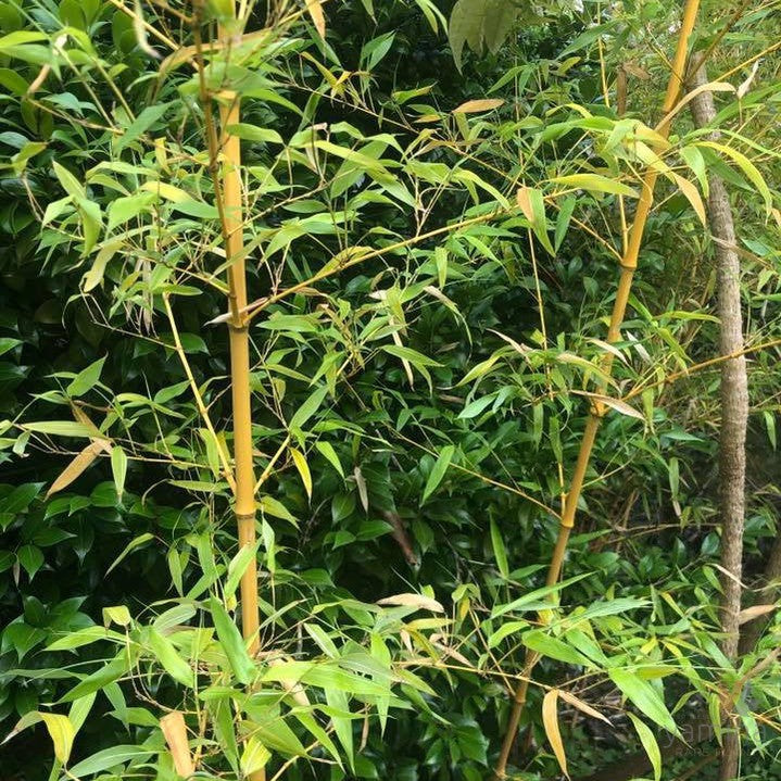 Bambusa vulgaris Vittata (Painted bamboo)  2