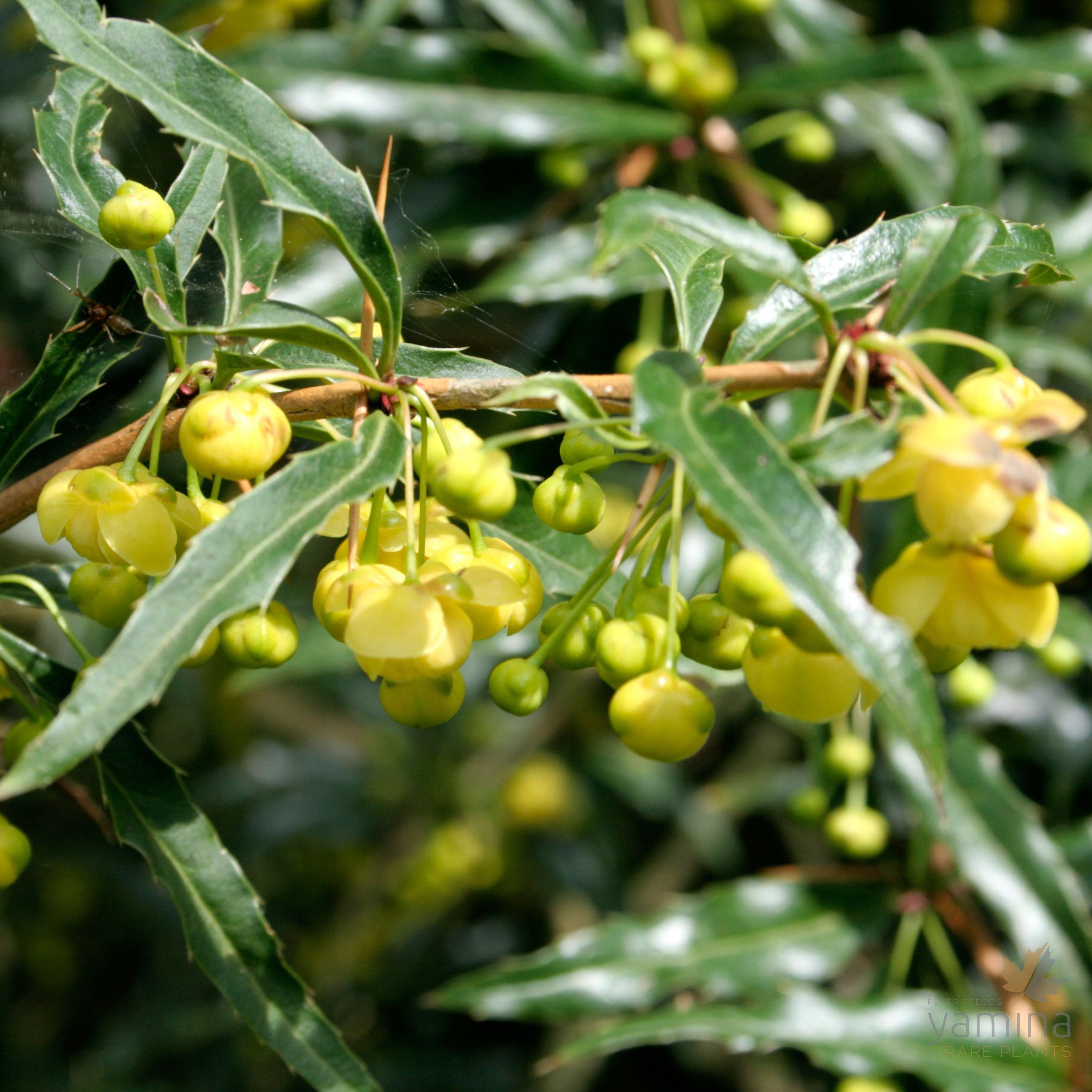 Berberis gagnepainii var lanceifolia