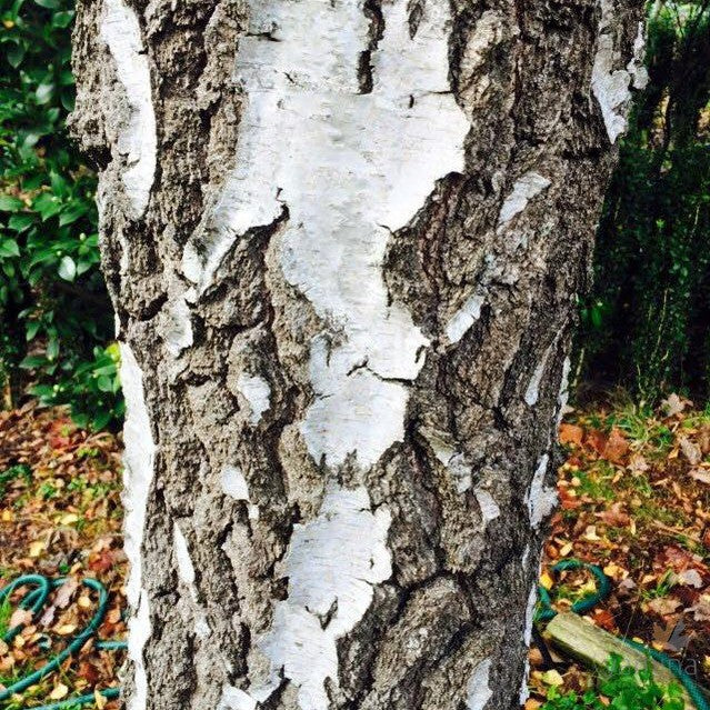 Betula alba-Yamina Rare Plants