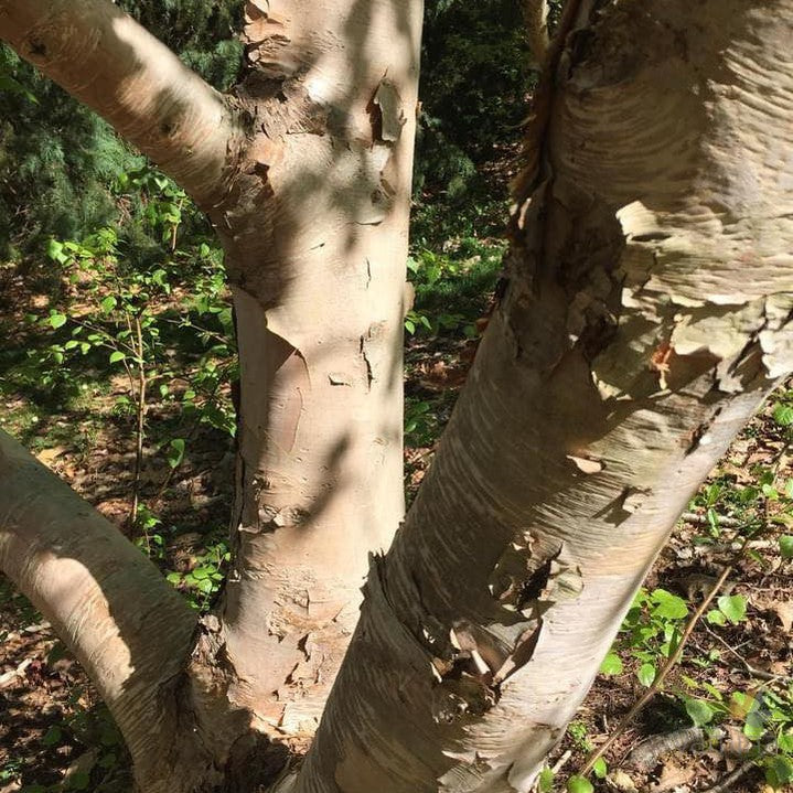 Betula costata 5