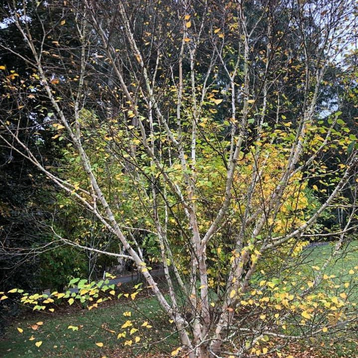 Betula nigra 3