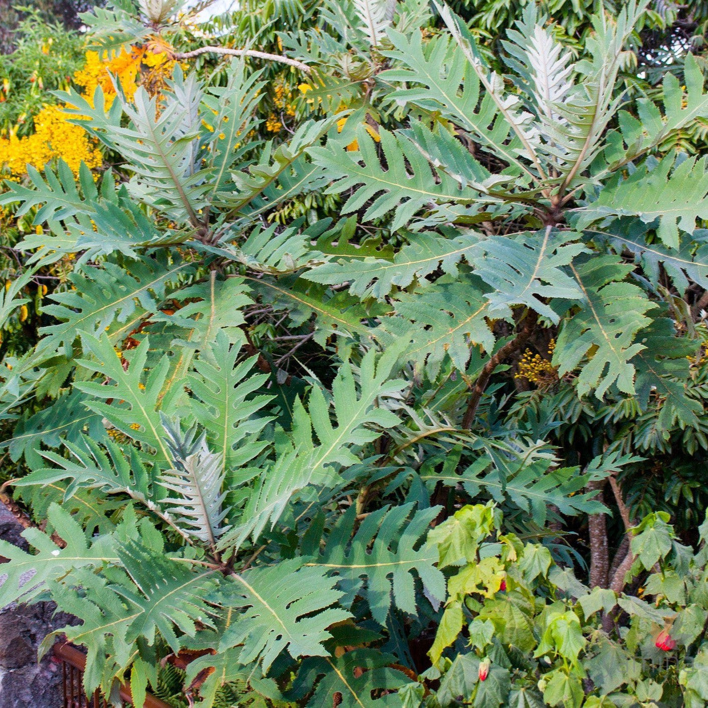 Bocconia frutescens