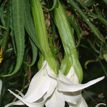 Brugmansia Culebra-Yamina Rare Plants