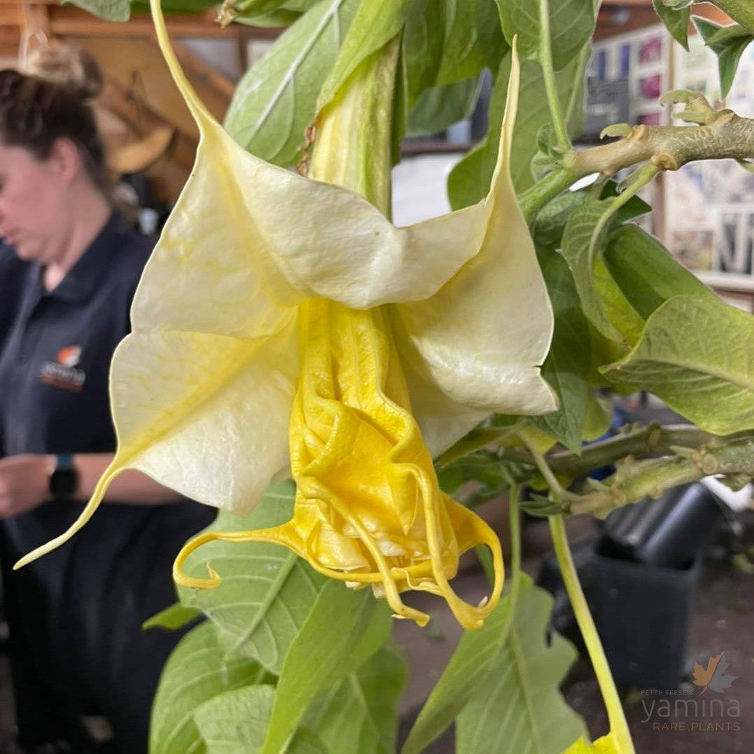 Brugmansia Mathildenwalzer 2