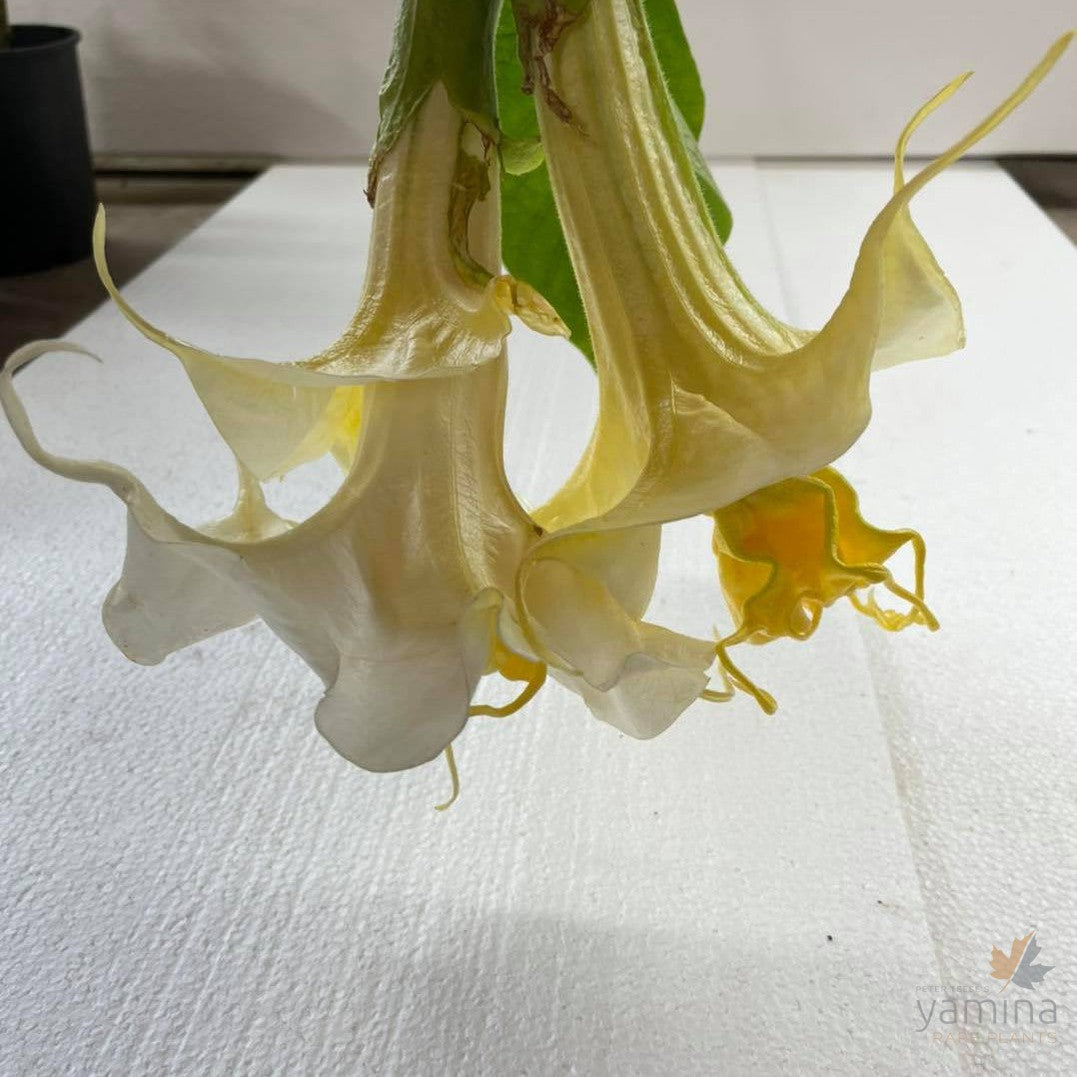 Brugmansia Mathildenwalzer 3