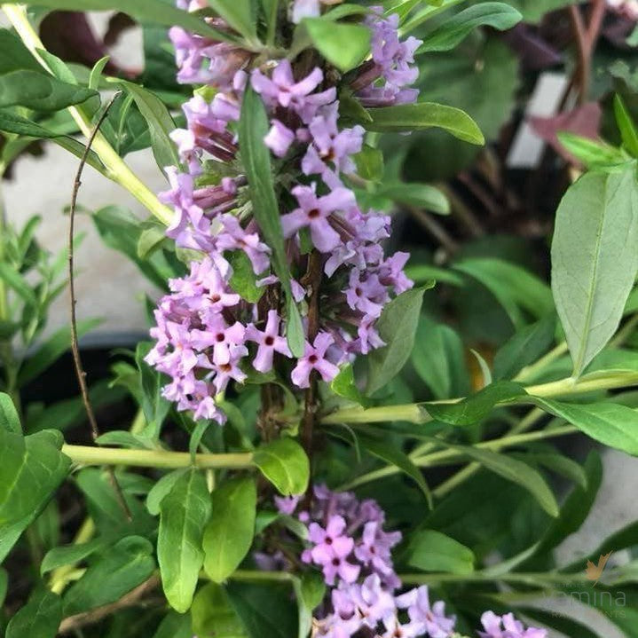 Buddleja alternifolia 1