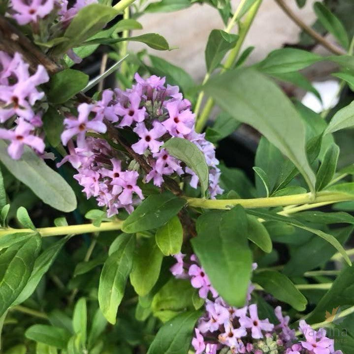 Buddleja alternifolia 2