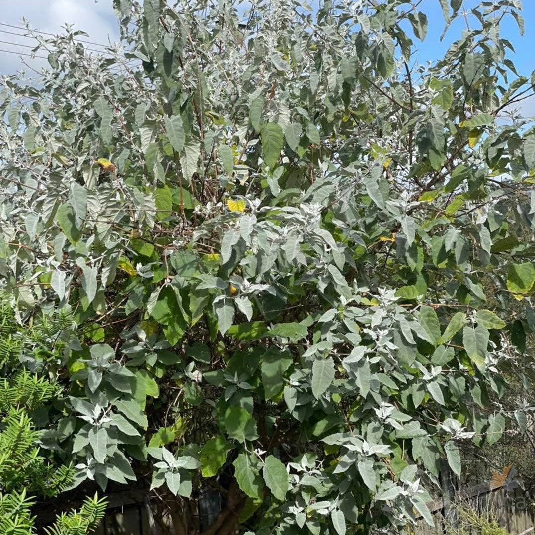 Buddleja crispa 2