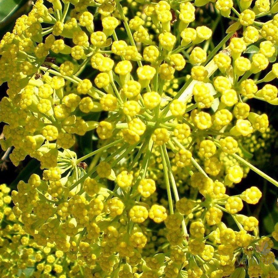 Bupleurum fruticosum 1