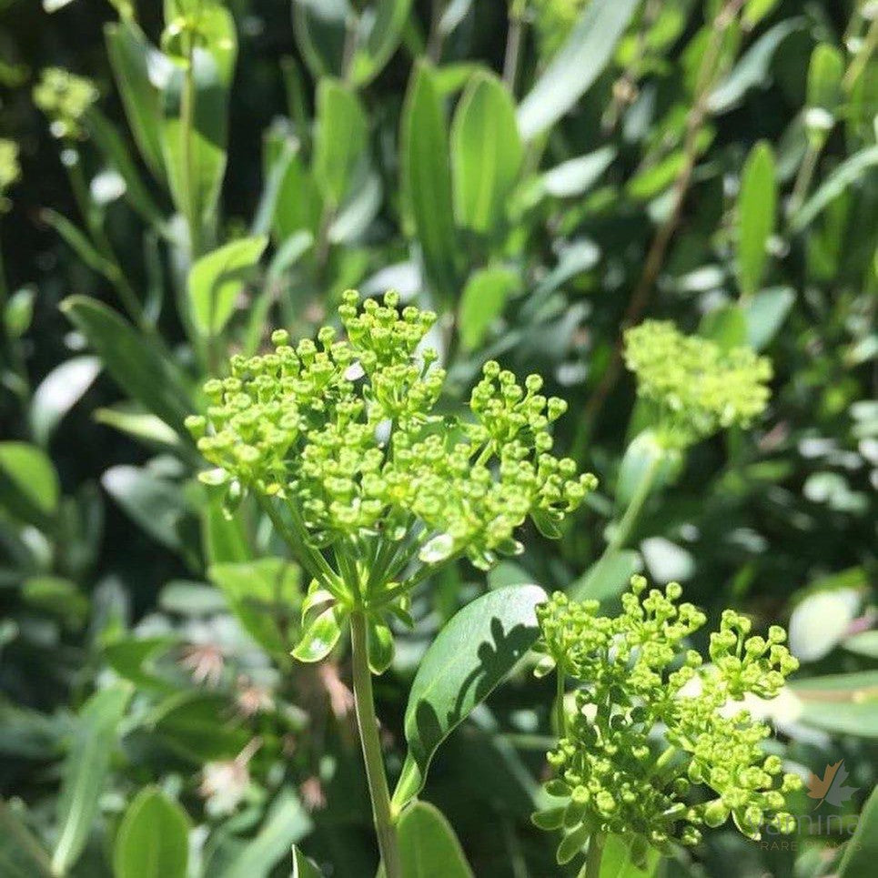 Bupleurum fruticosum 2