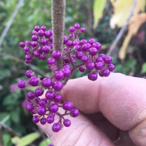 Callicarpa giraldii 1