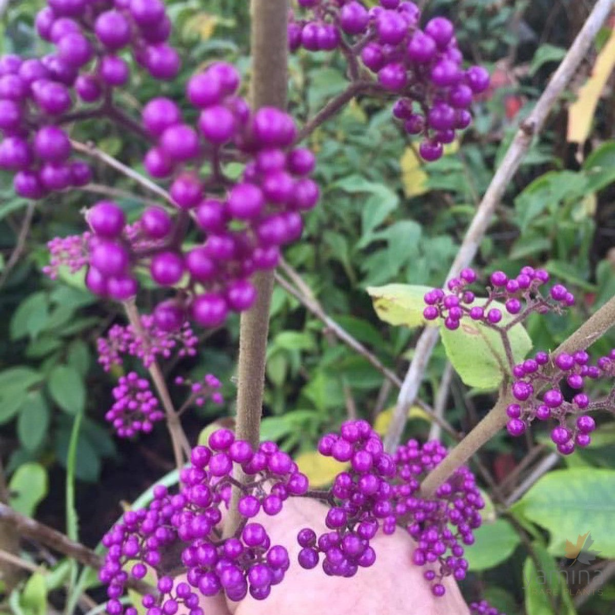 Callicarpa giraldii 2