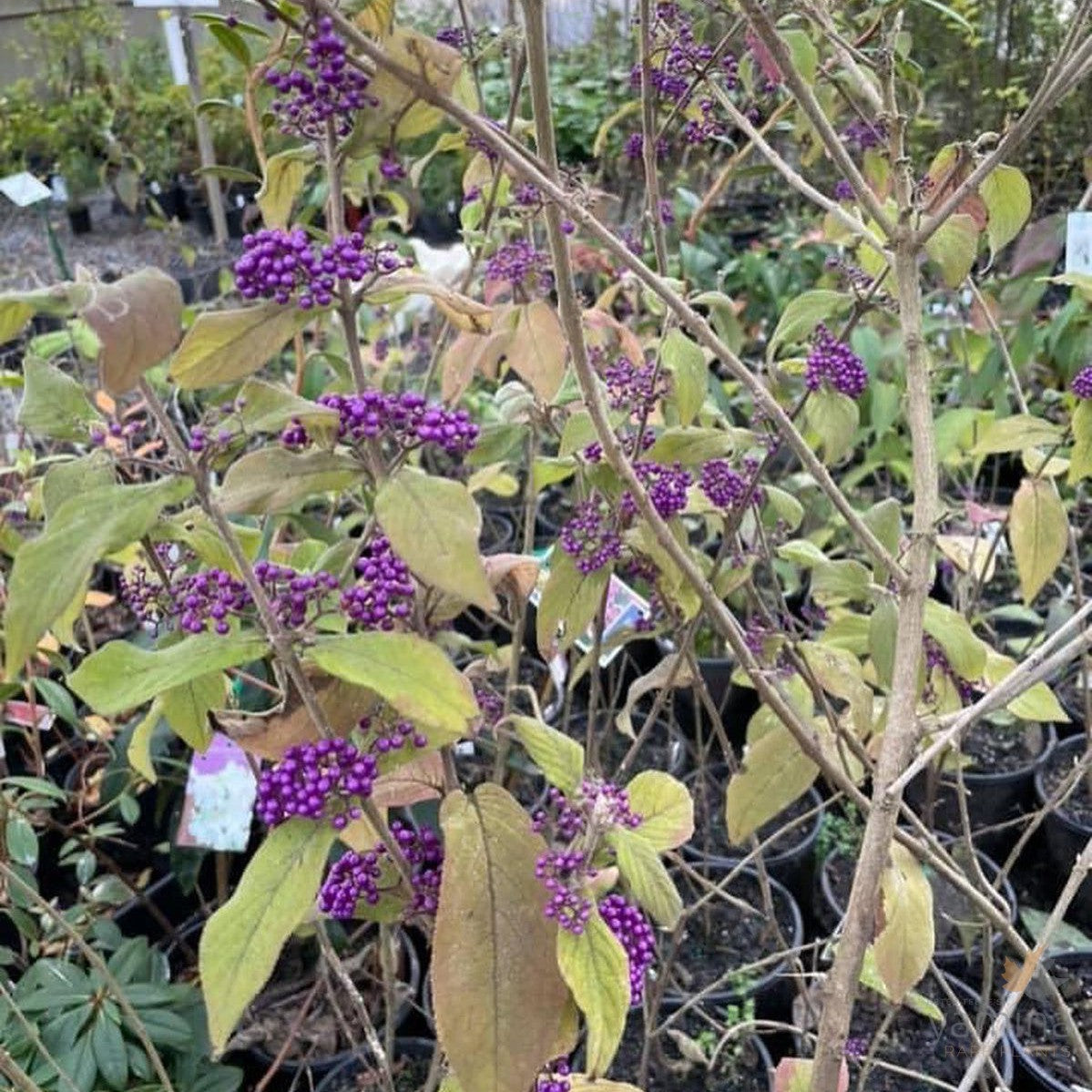 Callicarpa giraldii 3