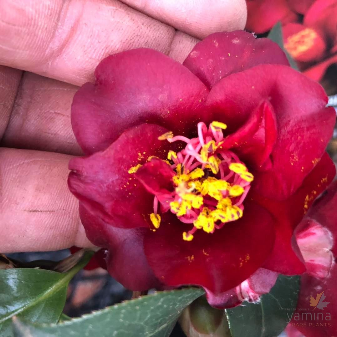 Camellia Black Opal 2
