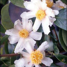 Camellia crapnelliana 3