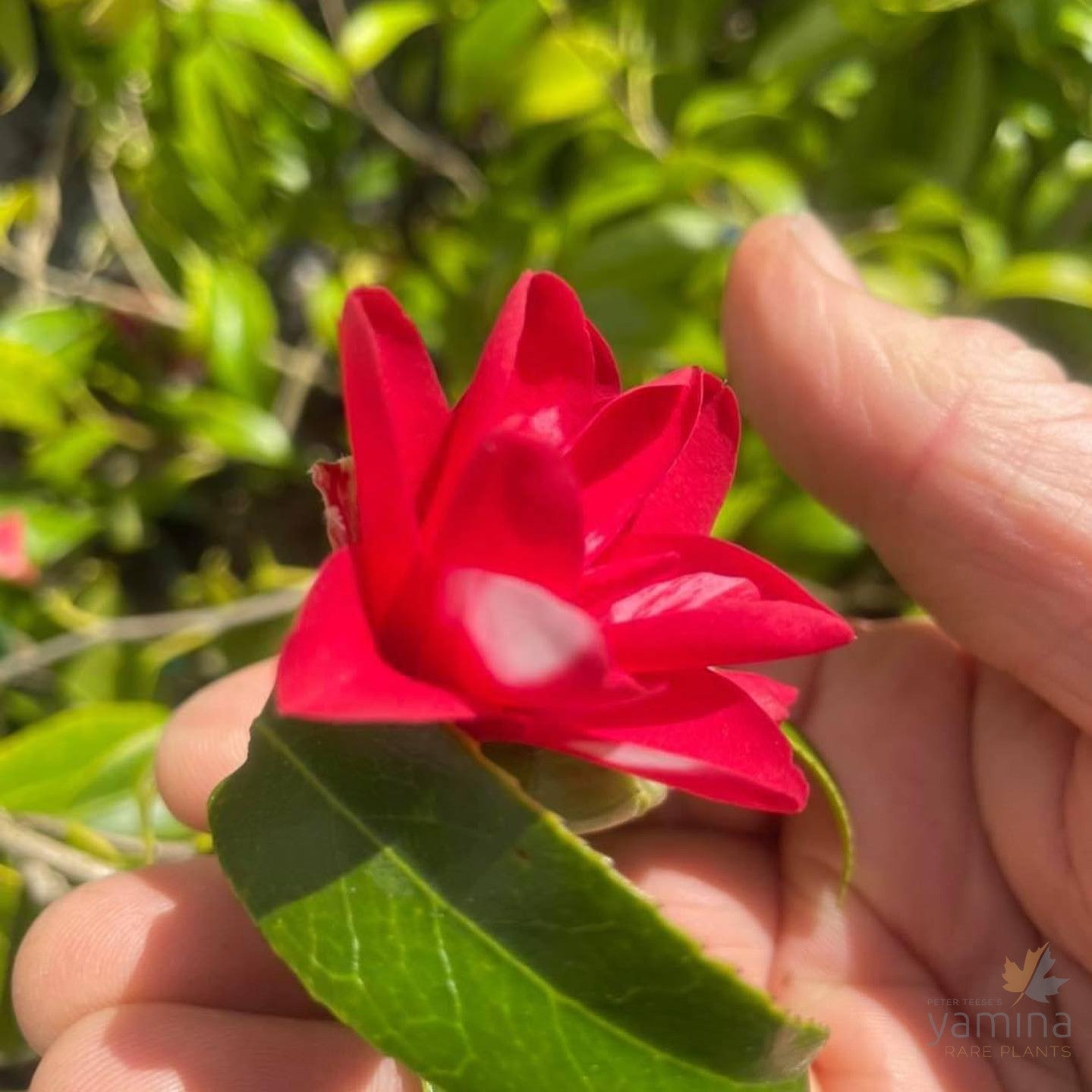 Camellia japonica Hakuhan Kujaki 3