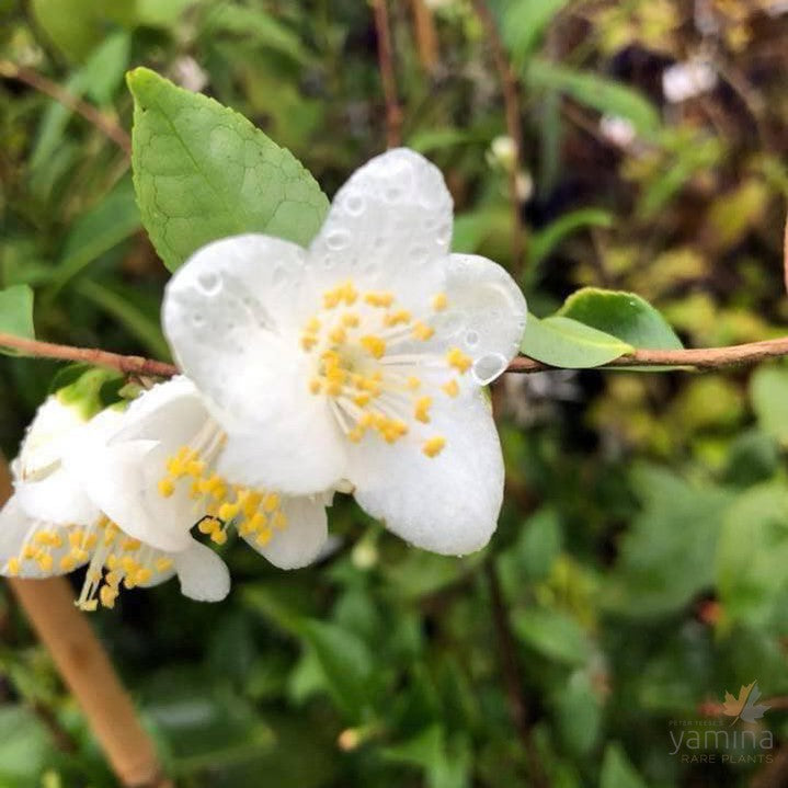 Camellia lutchuensis 3