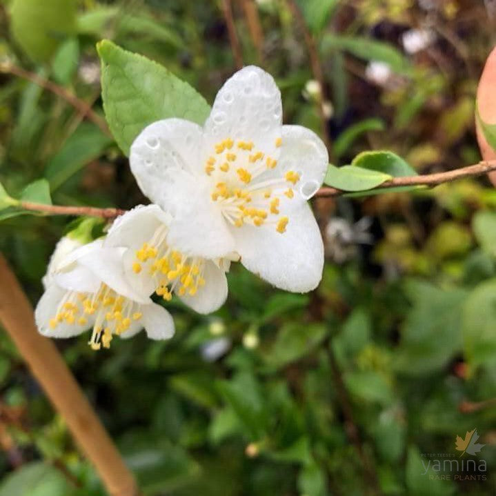 Camellia lutchuensis 4