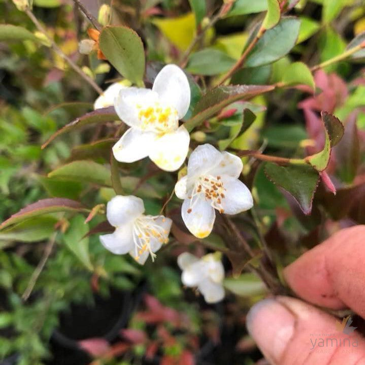 Camellia parvilimba 3