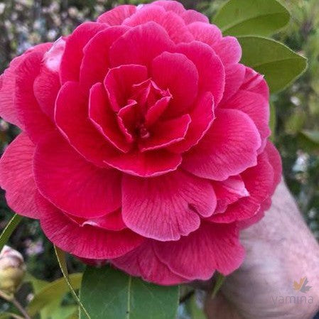 Camellia reticulata Warwick Berg 1