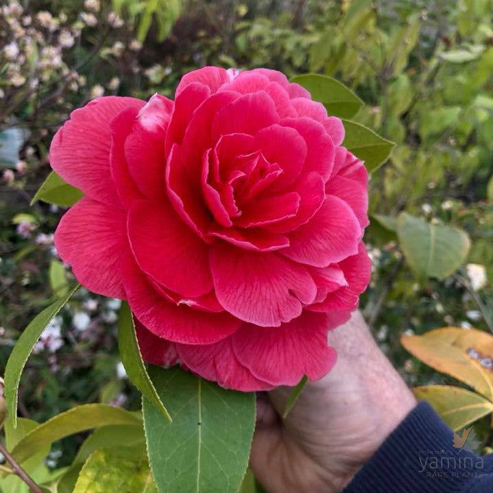 Camellia reticulata Warwick Berg 2
