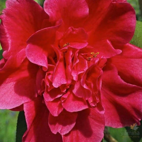 Camellia reticulata William Hertrich 1