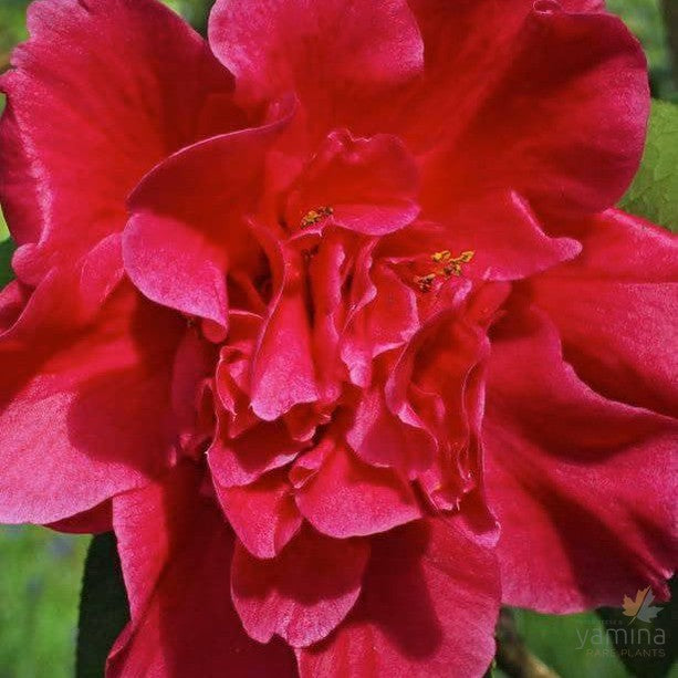 Camellia reticulata William Hertrich 2