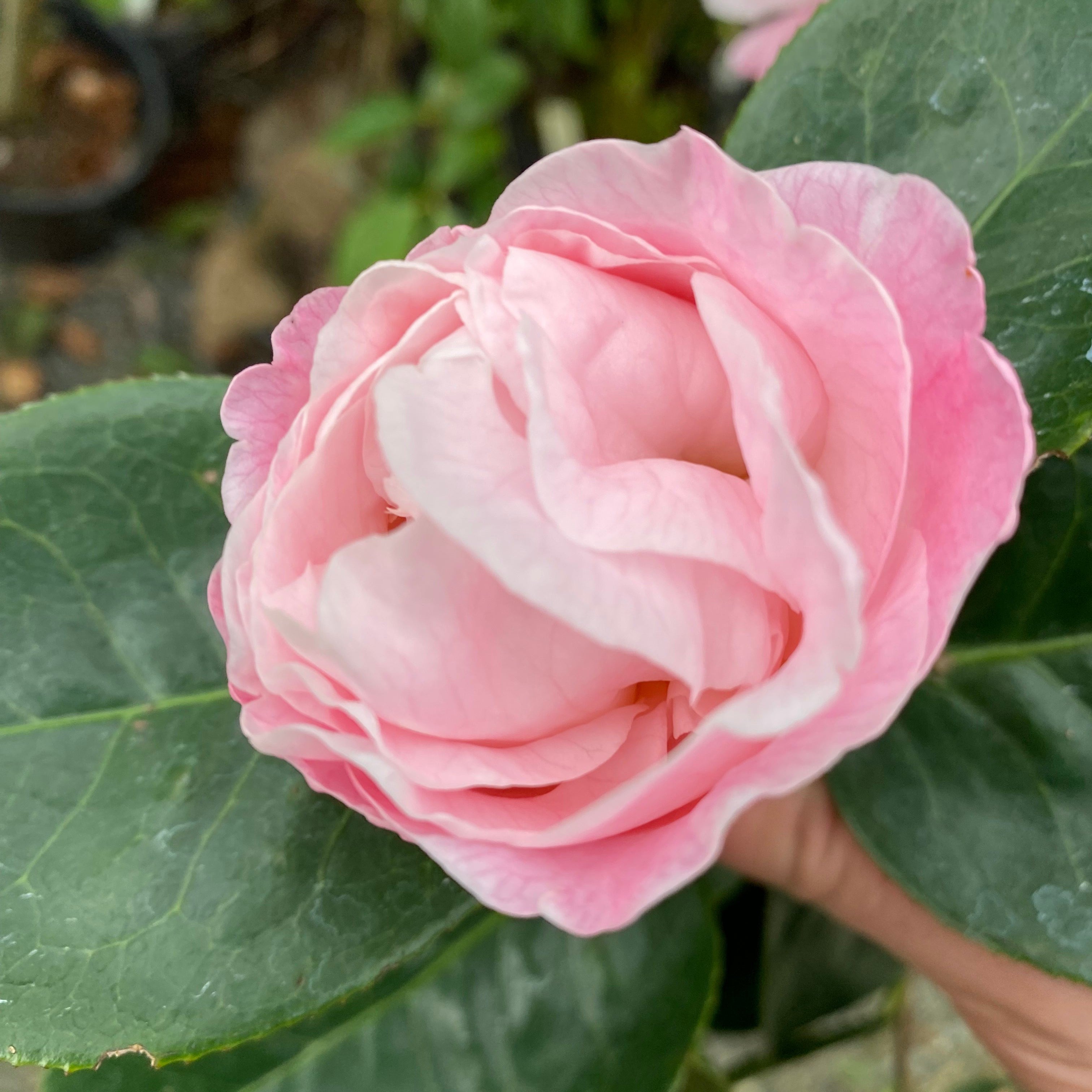 Camellia reticulate Phyllis Hunt 1